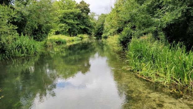 The Itchen Navigation flowing between trees and marsh plants
