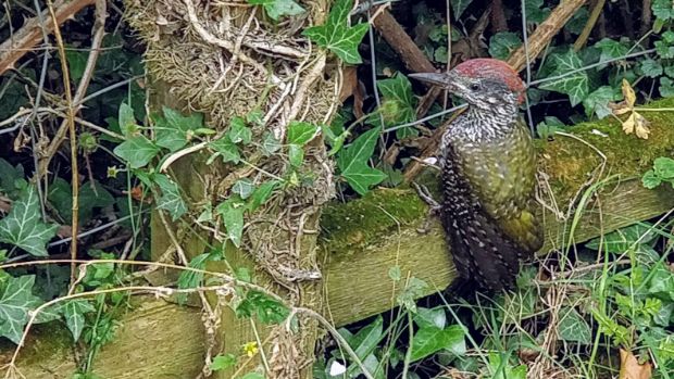 Young kingfisher with red head and green plumage sitting on a fence