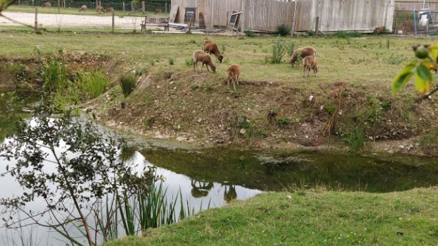 Several rare breed sheep grazing by a pond at Springbridge Farm