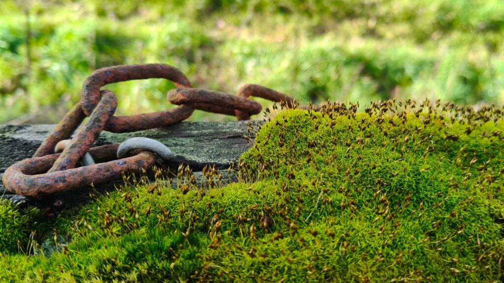 A thick bed of moss lies on top of a piece of wood next to some rusty chain links